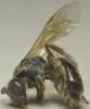 Lasioglossum laticeps